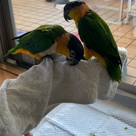 ズグロシロハラインコ 荒鳥ですの画像