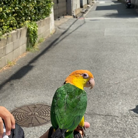 シロハラインコ と子どもの散歩の画像