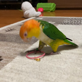 シロハラインコ はピンクが好き⁉️の画像