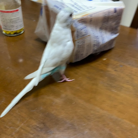 ハゲネタをもうひとつの画像