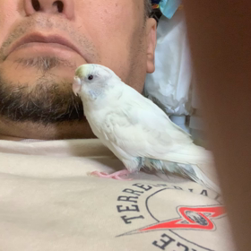 ぴのきちとの会話の画像