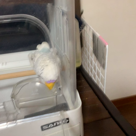 ぴのきちにいじわるの画像