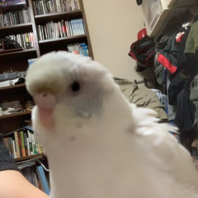 上から物言いの画像
