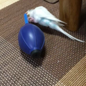 ぴのきち大乱闘の画像