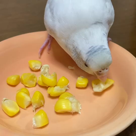 ぴのきちのおやつの画像