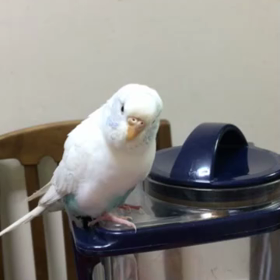 うまく撮れませんの画像