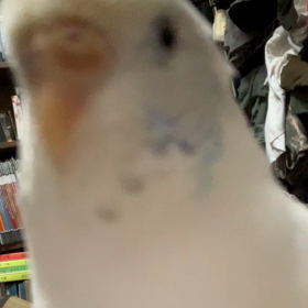 ぴのきちのおしゃべりの画像