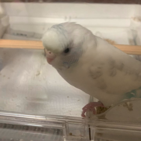 ぴのきちのごはんの画像