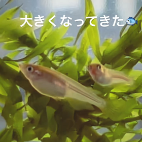 ☆めだか☆の画像