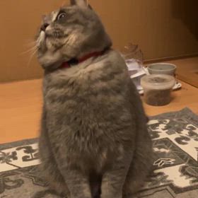 首回しの画像
