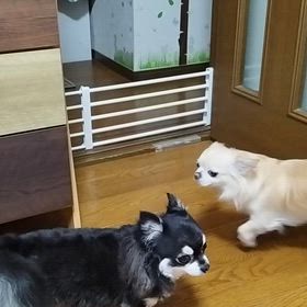 追いかけっこ？小さな小さな警備員？の画像