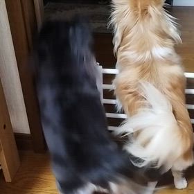 旦那に興奮なわんこの画像