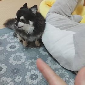 今日のワンズ☆癖が強いの画像