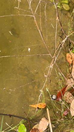錦鯉の稚魚の記事動画