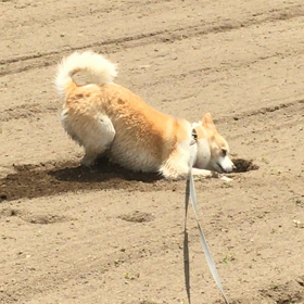 今日のピースの画像