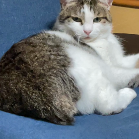 尻尾の画像