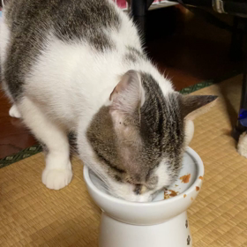 やっぱりストレスなのかなあの画像