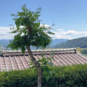 新しい生活のスタートです。の画像