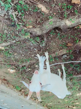 きーら！おかえりの記事動画