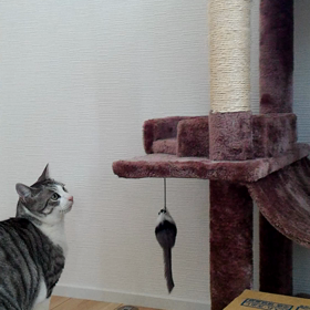 お肉♪の画像