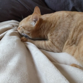 ちゃびろーが笑の画像