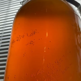コンブチャは昆布茶やコンブチャなんちゃらではありません！！の画像