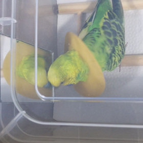 インコ骨折。９日目の画像