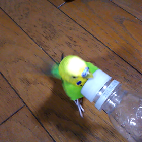 遊ぶピスケちゃんの画像