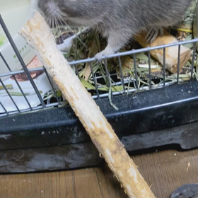 巣に運ぶの画像
