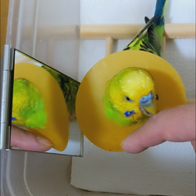 インコ骨折。10日目の画像