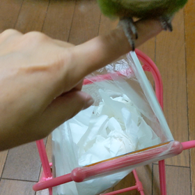 インコのトイレシーンの画像