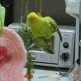 あははの画像