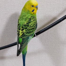 ピスケ９歳になりました！の画像