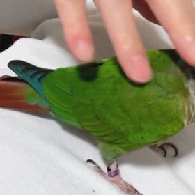でんぐりがえしの画像