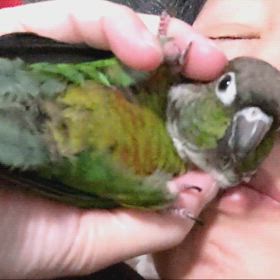 嗅ぎたくなる！の画像