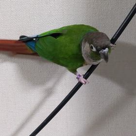 ホルス５歳になりました！の画像