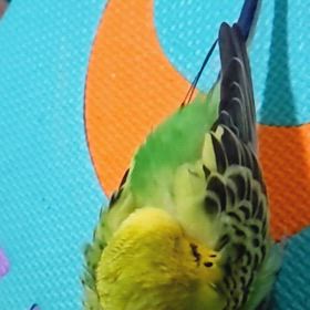 もふもふの画像