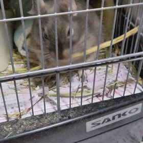 シロちゃんが帰りました！の画像