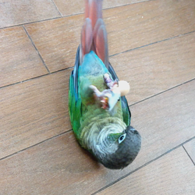 サイタマがっ！！の画像