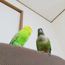 バレた！の画像