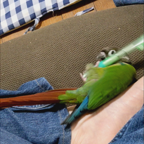転がって遊ぶインコの画像