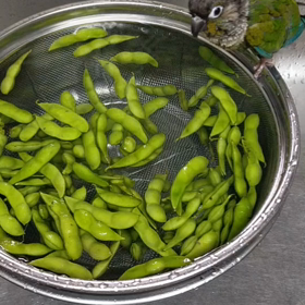 枝豆風呂の画像