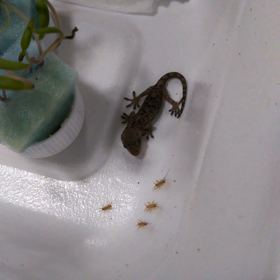 ヤモリのお食事の画像