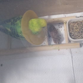 インコ骨折。３日目の画像