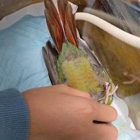 ゴロゴロ♪の画像
