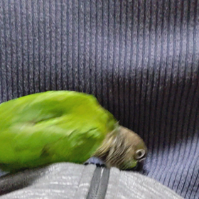 かまってちゃん！の画像