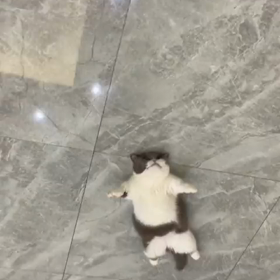忍者猫の画像