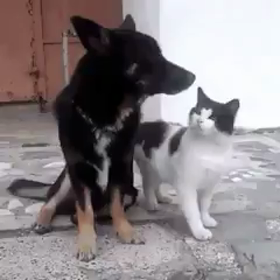 チュパチュパ猫の画像