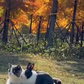 なかよし猫の画像