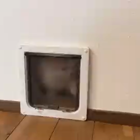 入れない猫の画像
